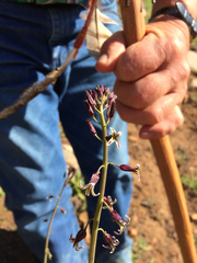 Caulanthus heterophyllus
