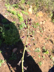 Caulanthus heterophyllus