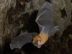 Hipposideros