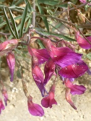 Lathyrus digitatus