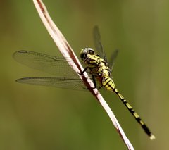 Orthetrum serapia