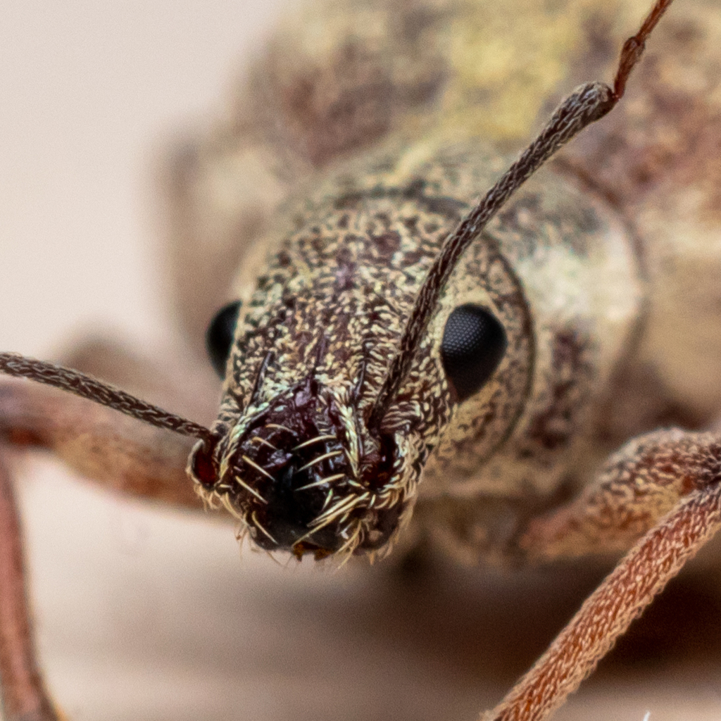 Splitnose Weevils