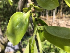 Megacopta punctatissima