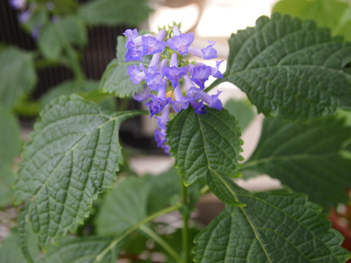 Isodon umbrosus iNat (3)