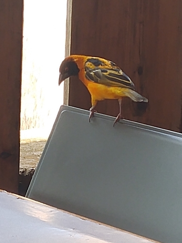 Village Weaver