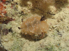 Halgerda nuarrensis