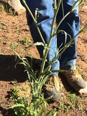 Caulanthus heterophyllus