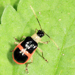 Paratriarius adonis