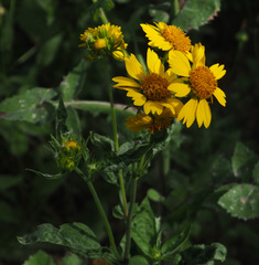 Verbesina encelioides