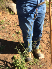 Caulanthus heterophyllus