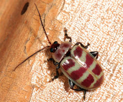 Asphaera quadrifasciata