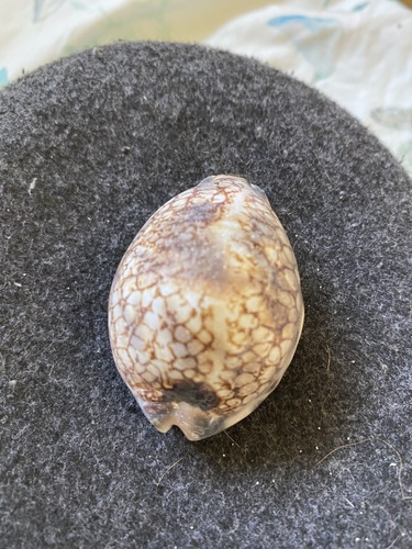 Cypraea histrio observed 2026-05-14