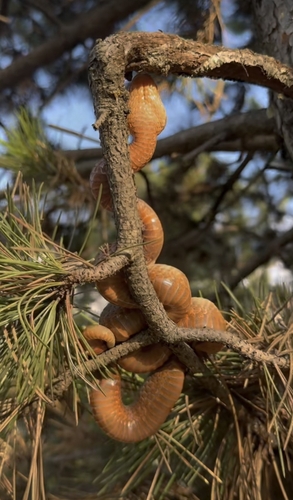 Nose-horned Viper