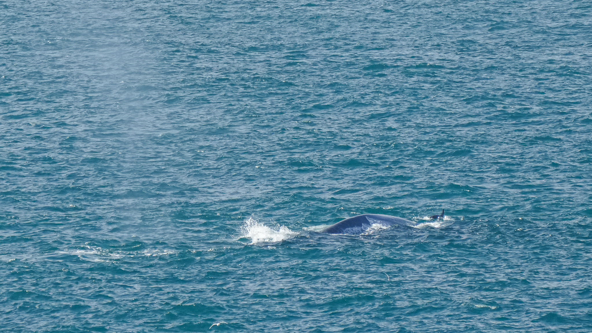 Balaenoptera musculus