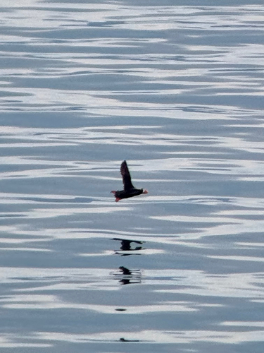 Tufted Puffin (Fratercula cirrhata), photo 5