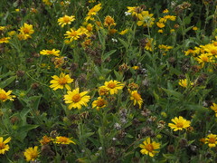 Verbesina encelioides