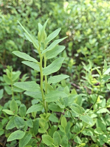 common bilberry