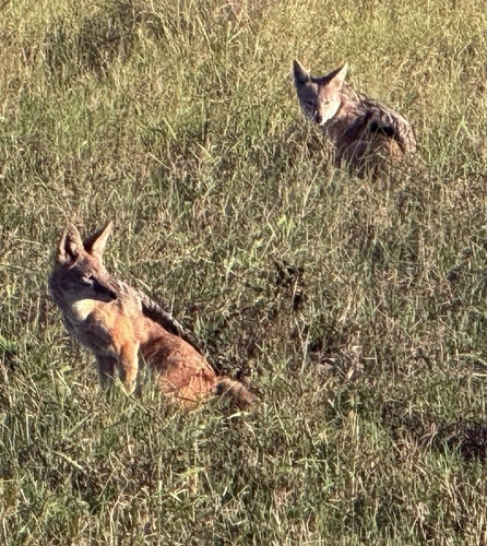 Southern Black-backed Jackal