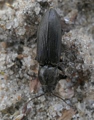 Cardiophorinae