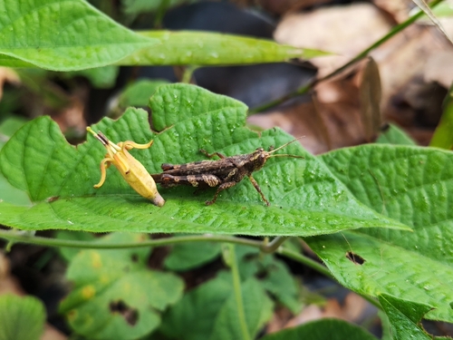 Rufous-legged Grasshopper
