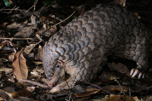 Manis pentadactyla