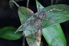 Ancylometes bogotensis