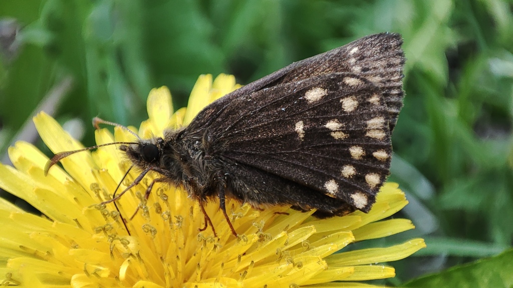 Mountainous Duskywing
