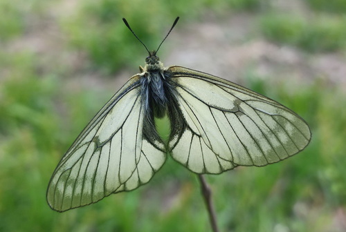 Stubbendorf's Apollo