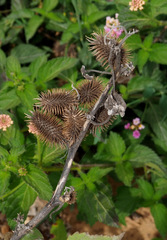 Xanthium strumarium