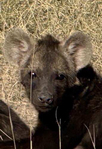 Spotted Hyena