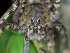 Ancylometes bogotensis