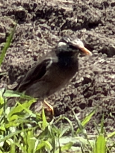 White-cheeked Starling