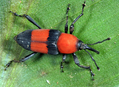 Rhodobaenus