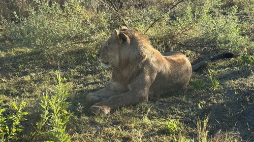Southern Lion