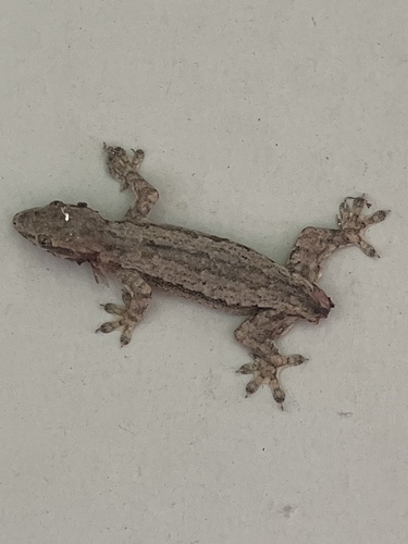 Hemidactylus platyurus
