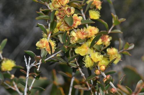 Hypocalymma xanthopetalum, photograph 1