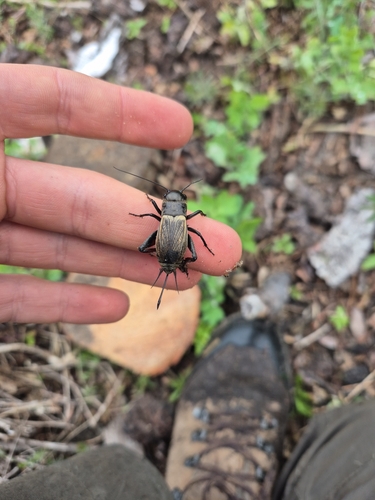 European Field Cricket