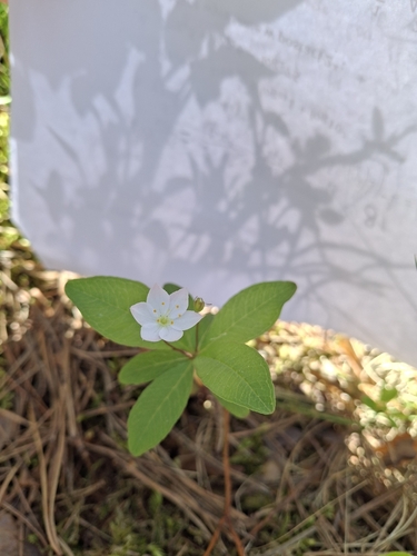 Arctic Starflower