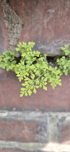 wall-rue