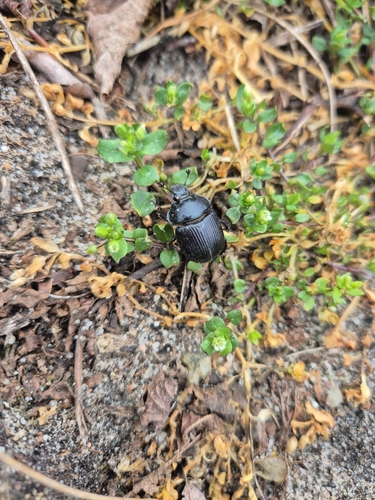 Minotaur Beetle