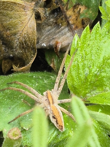 European Nursery Web spider