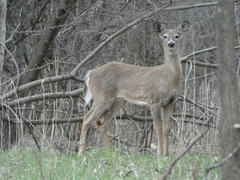 Odocoileus virginianus