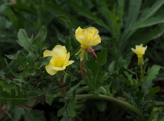 Oenothera laciniata