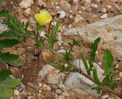 Oenothera laciniata