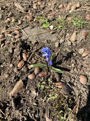 Scilla bifolia
