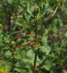 Rumex spinosus