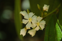 Miconia jaliscana
