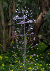Scilla hyacinthoides