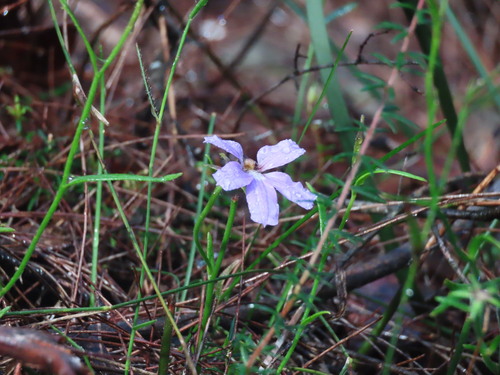 Scaevola ramosissima, photograph 6