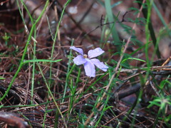 Scaevola ramosissima, photograph (c) ian_mcallan, some rights reserved (CC BY)